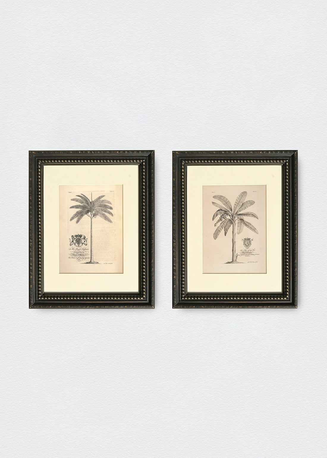 Set Dibujo Palmeras Antiguas Marco Vintage Perlas (V)