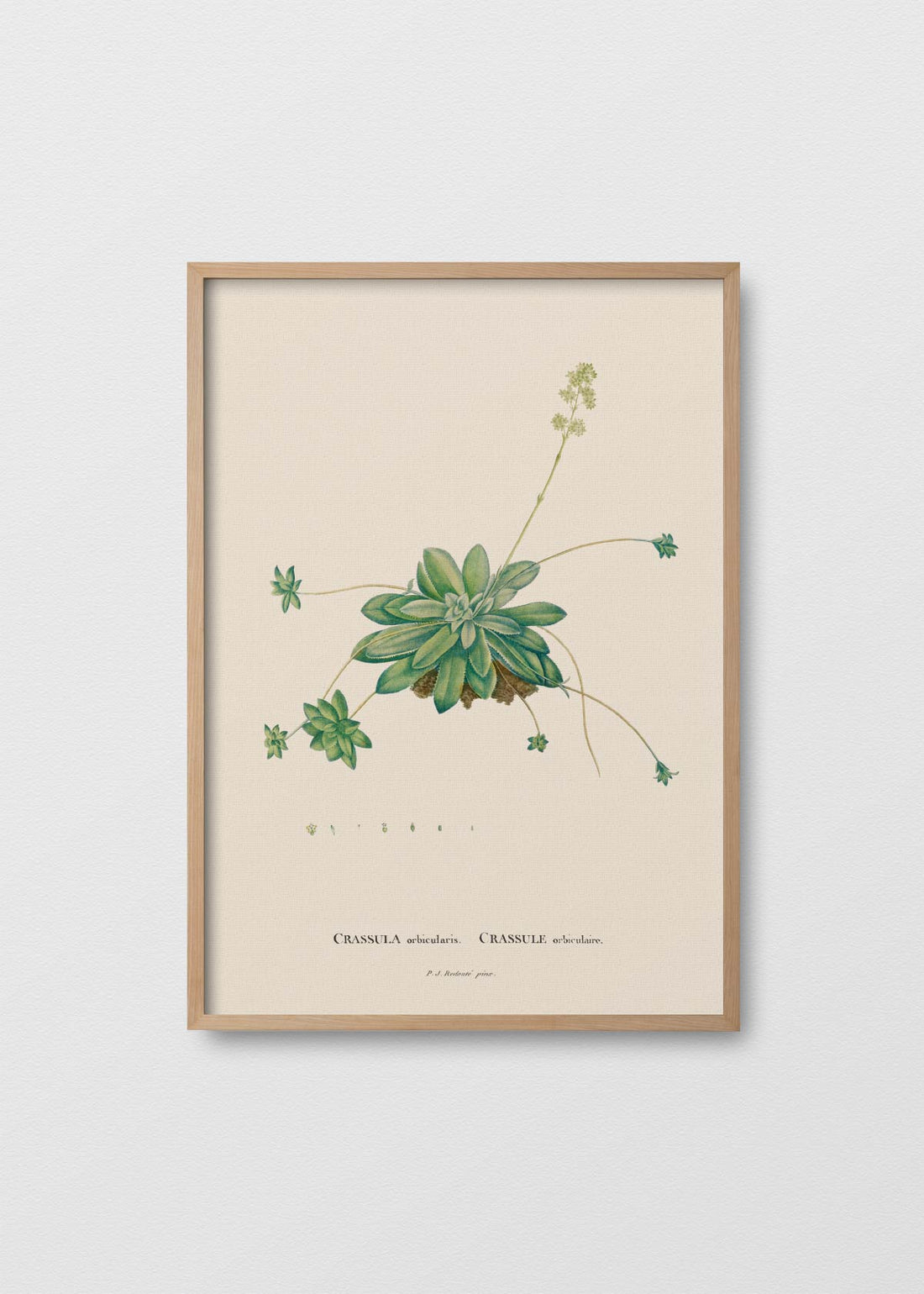 Suculenta orbicularis (V)