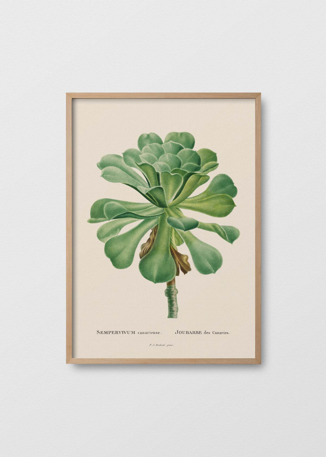 Suculenta sempervivum (V)