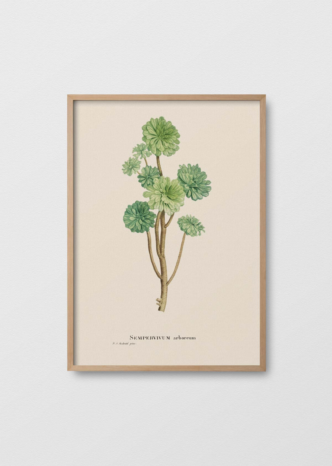 Suculenta sempervivum ii (V)