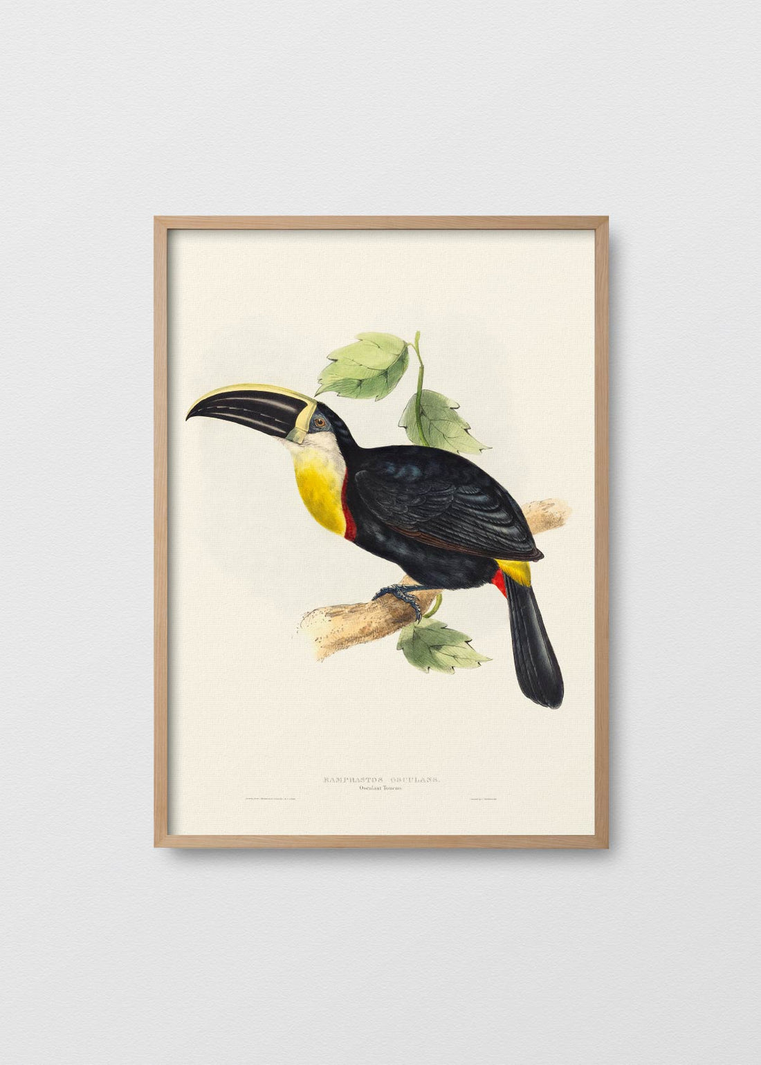 Tucán del trópico (V)