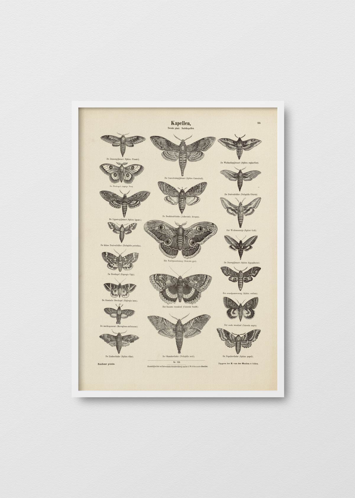 Affiche Papillon - Testimoniaprints
