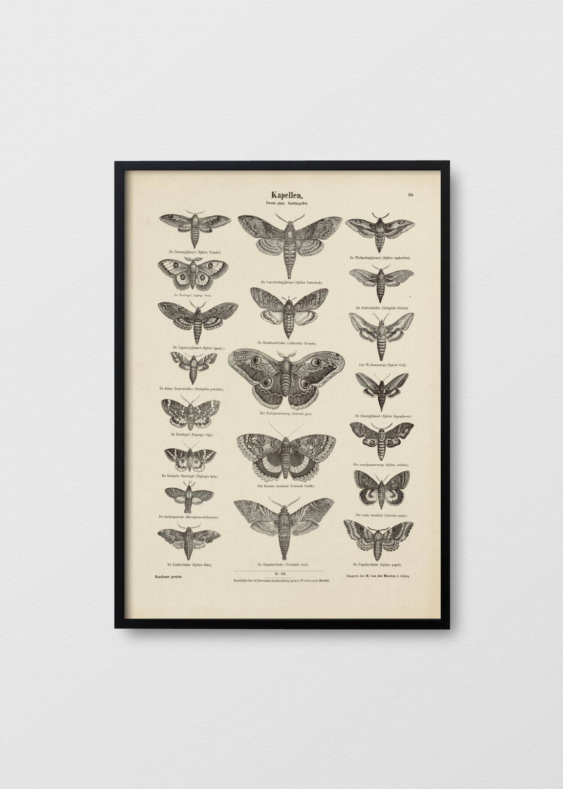 Affiche Papillon - Testimoniaprints