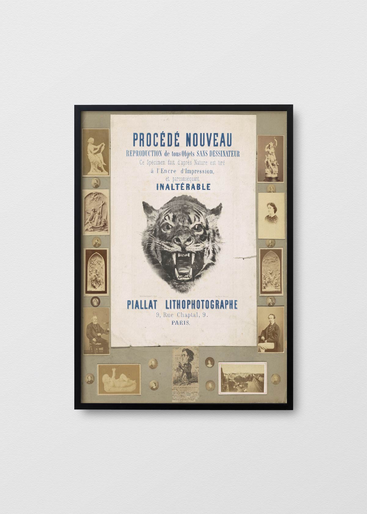 Afiche Tigre - Testimoniaprints