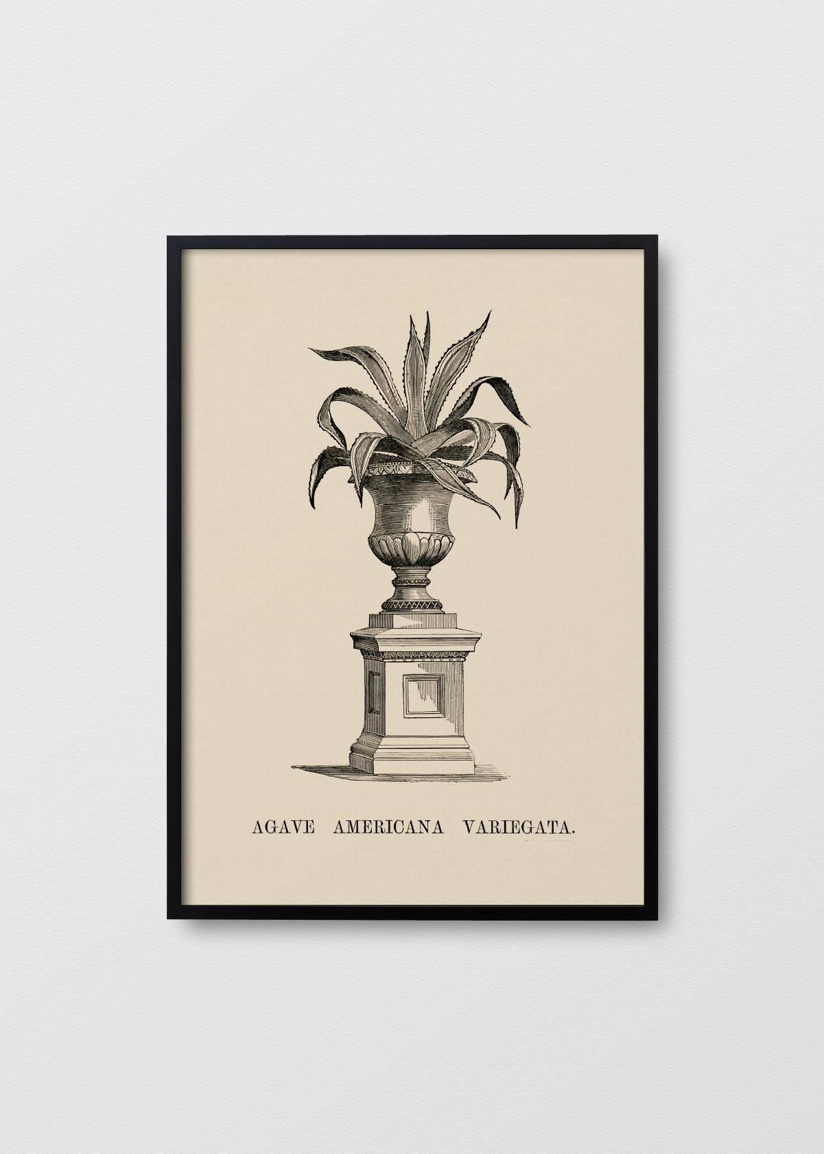 Agave Variegata - Testimoniaprints