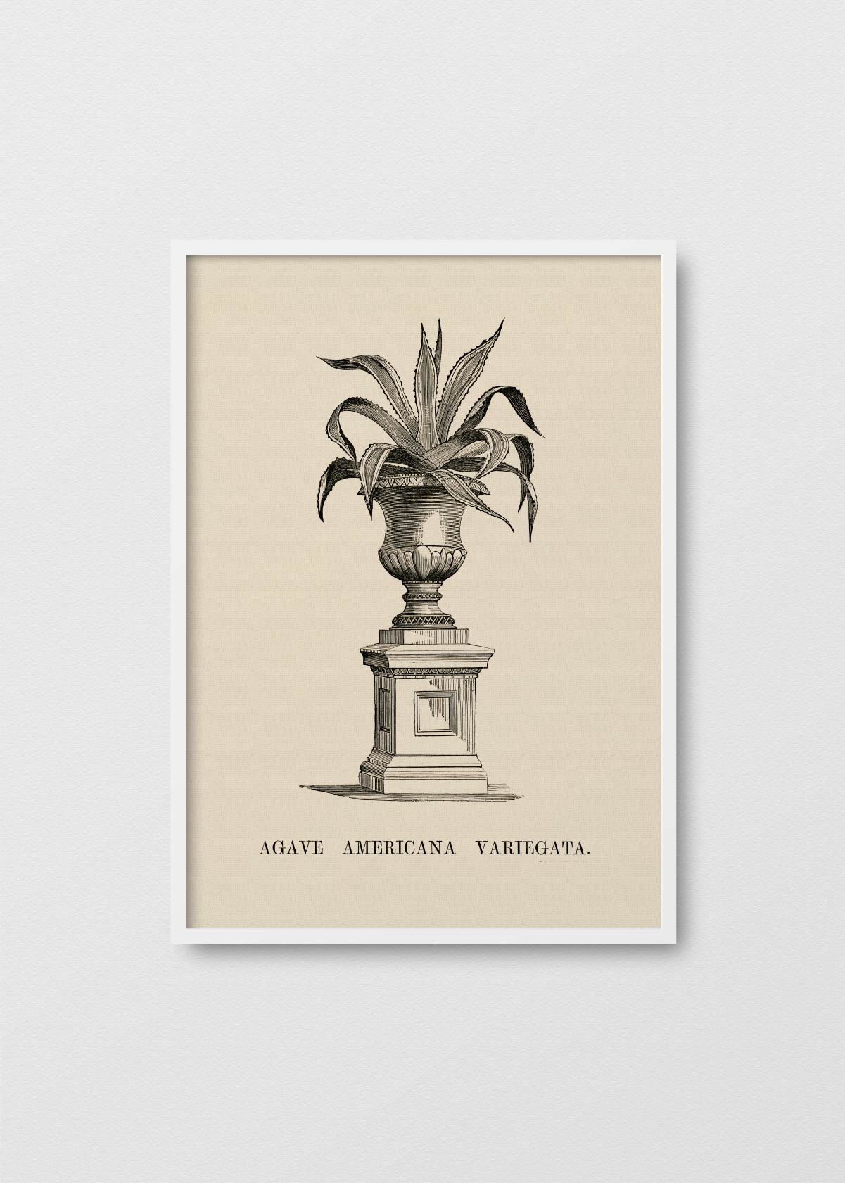 Agave Variegata - Testimoniaprints