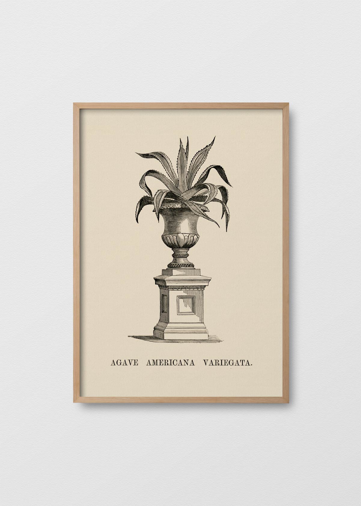 Agave Variegata - Testimoniaprints