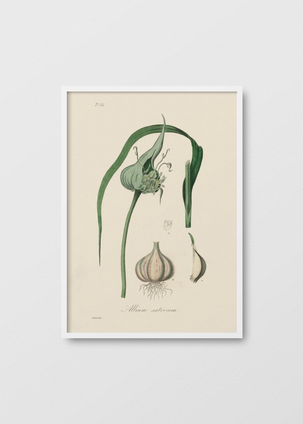 Allium - Testimoniaprints