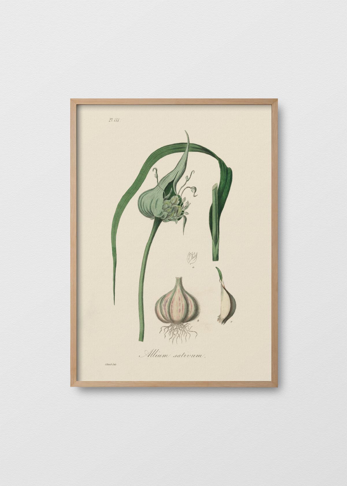 Allium - Testimoniaprints