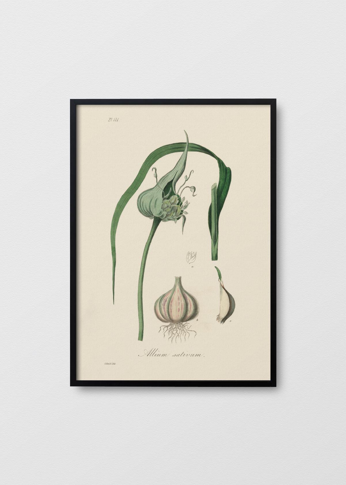 Allium - Testimoniaprints