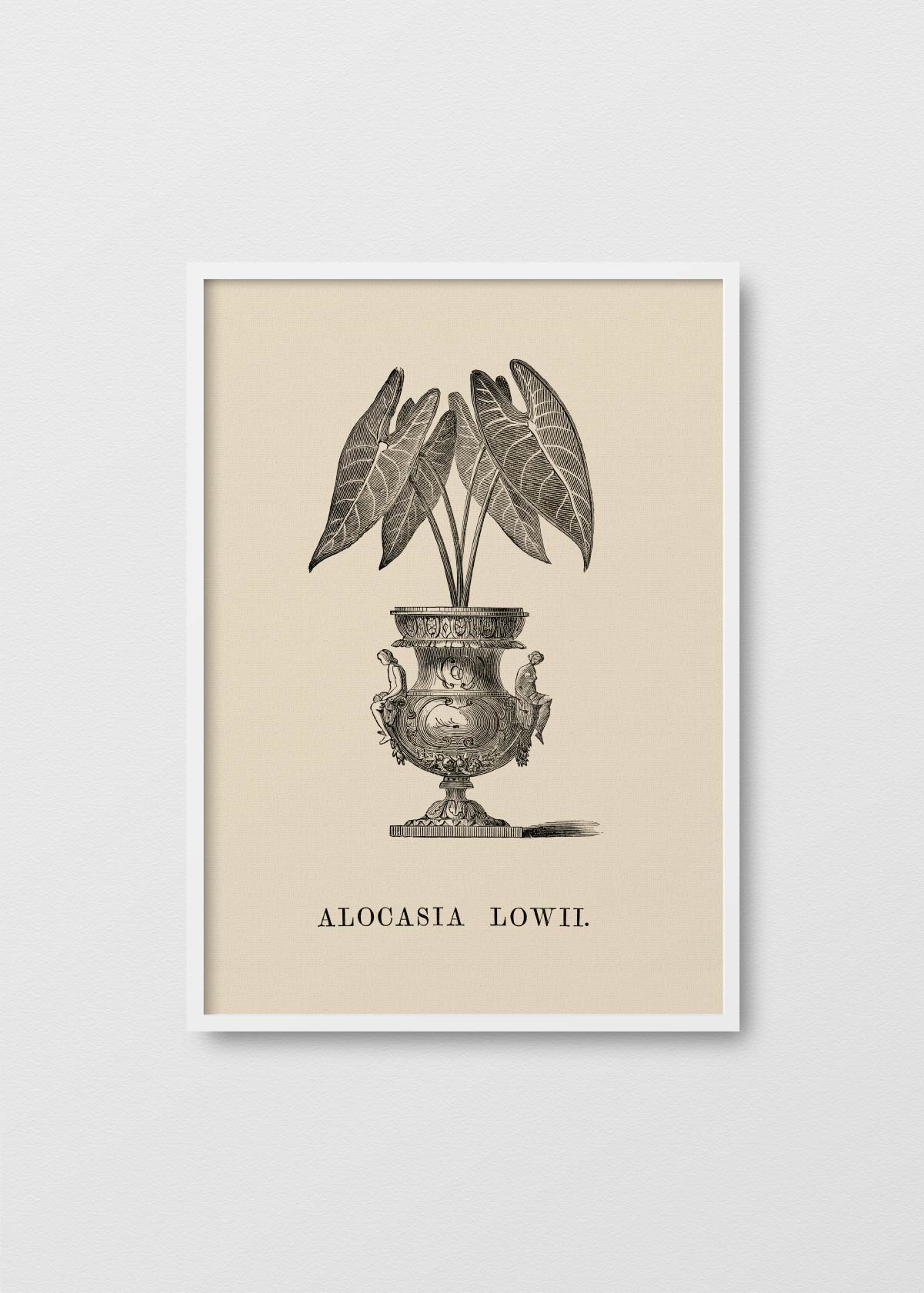 Alocasia Lowii - Testimoniaprints