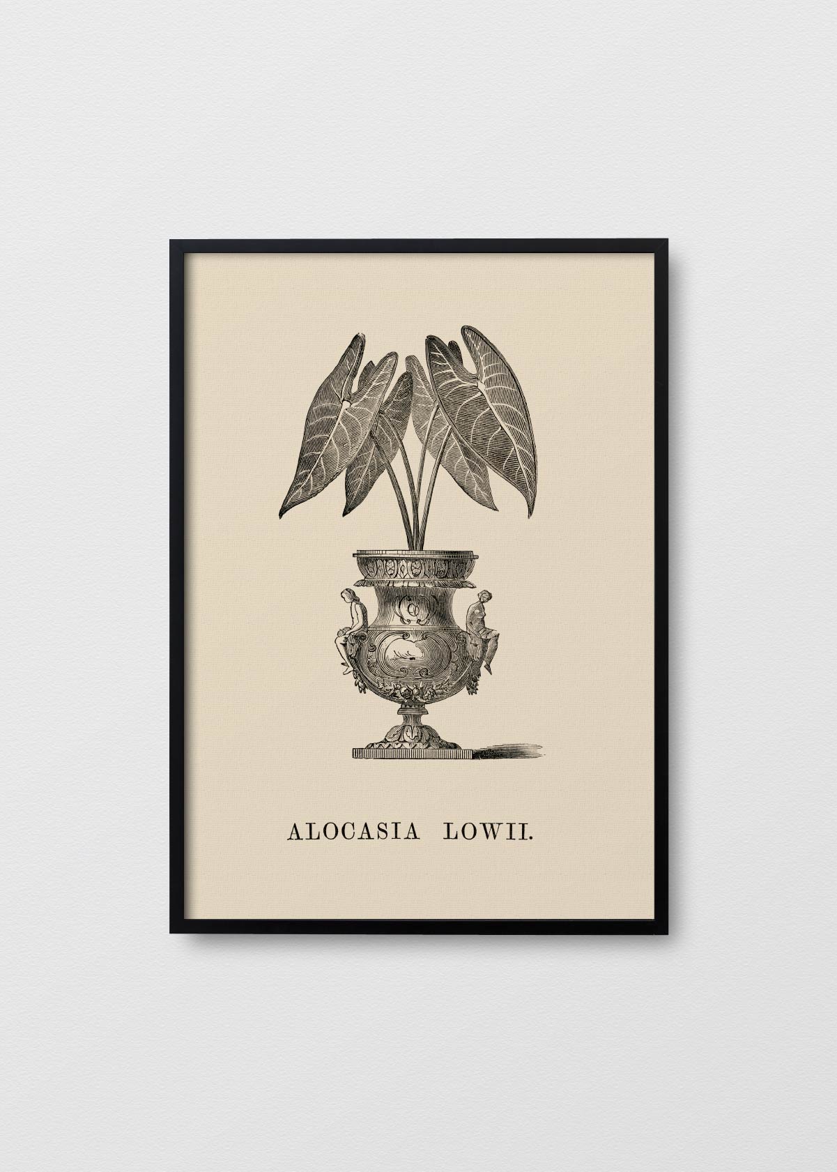 Alocasia Lowii - Testimoniaprints