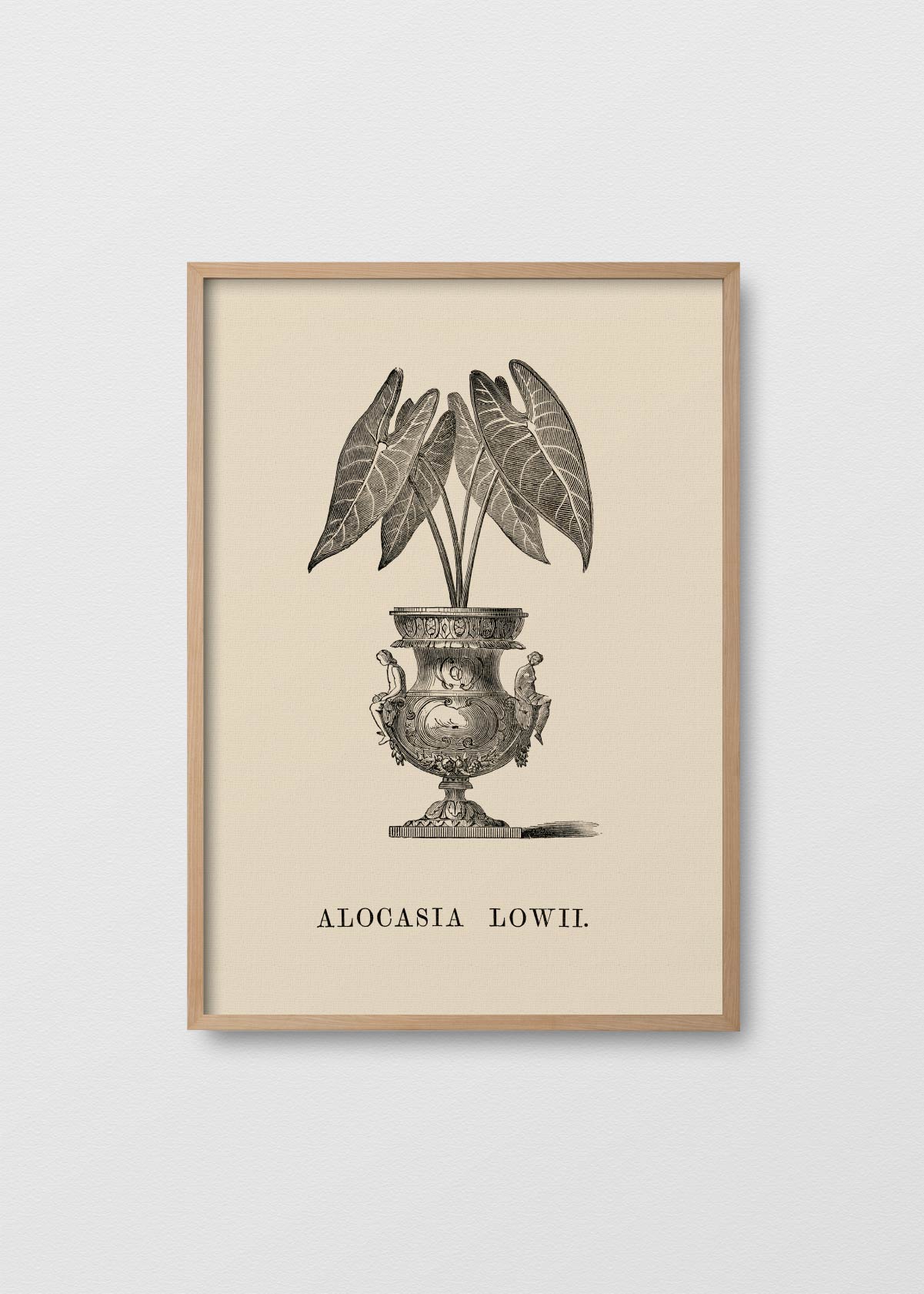Alocasia Lowii - Testimoniaprints