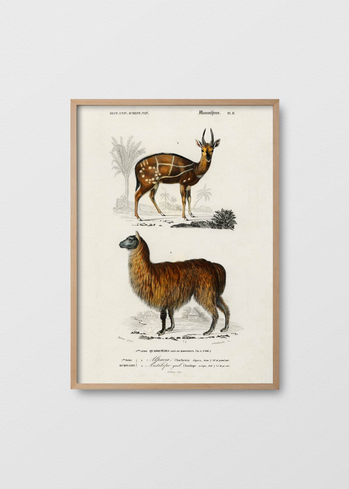 Alpaca y Antilope - Testimoniaprints