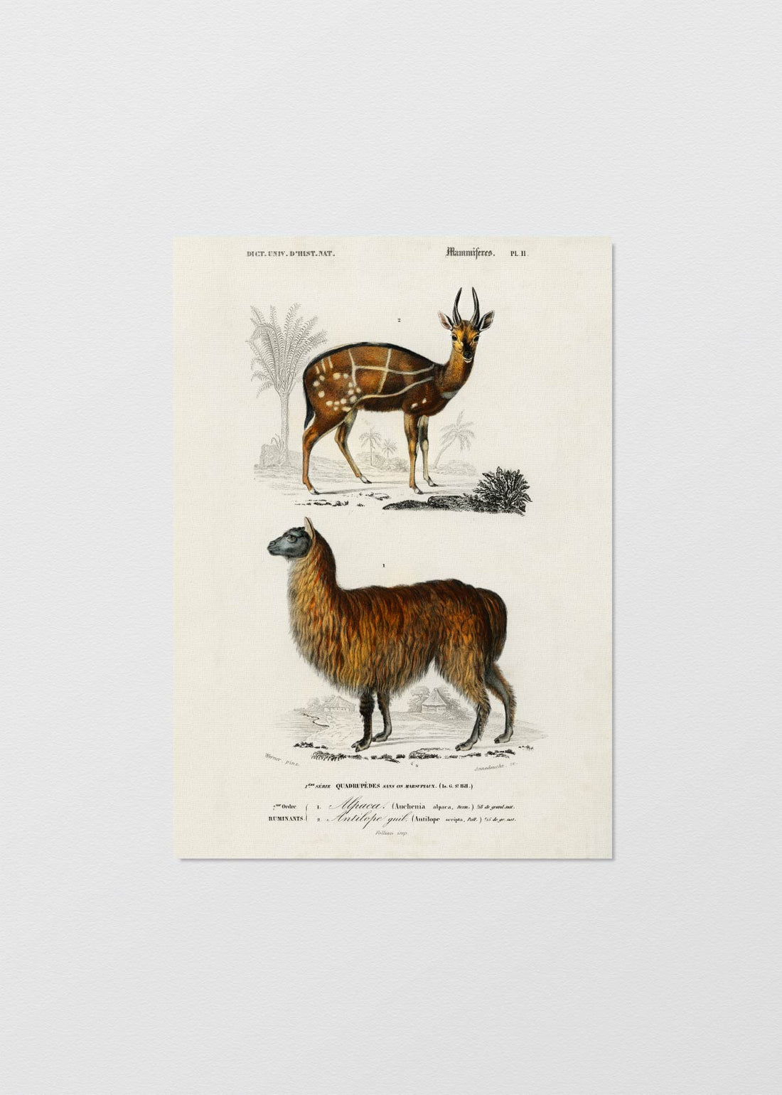 Alpaca y Antilope - Testimoniaprints