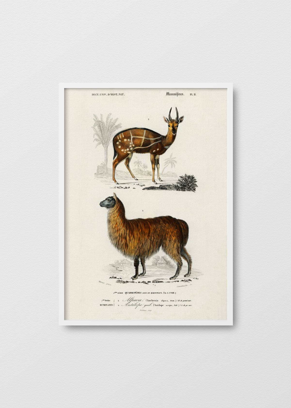 Alpaca y Antilope - Testimoniaprints