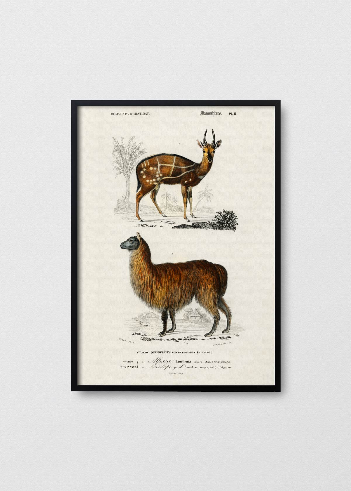 Alpaca y Antilope - Testimoniaprints