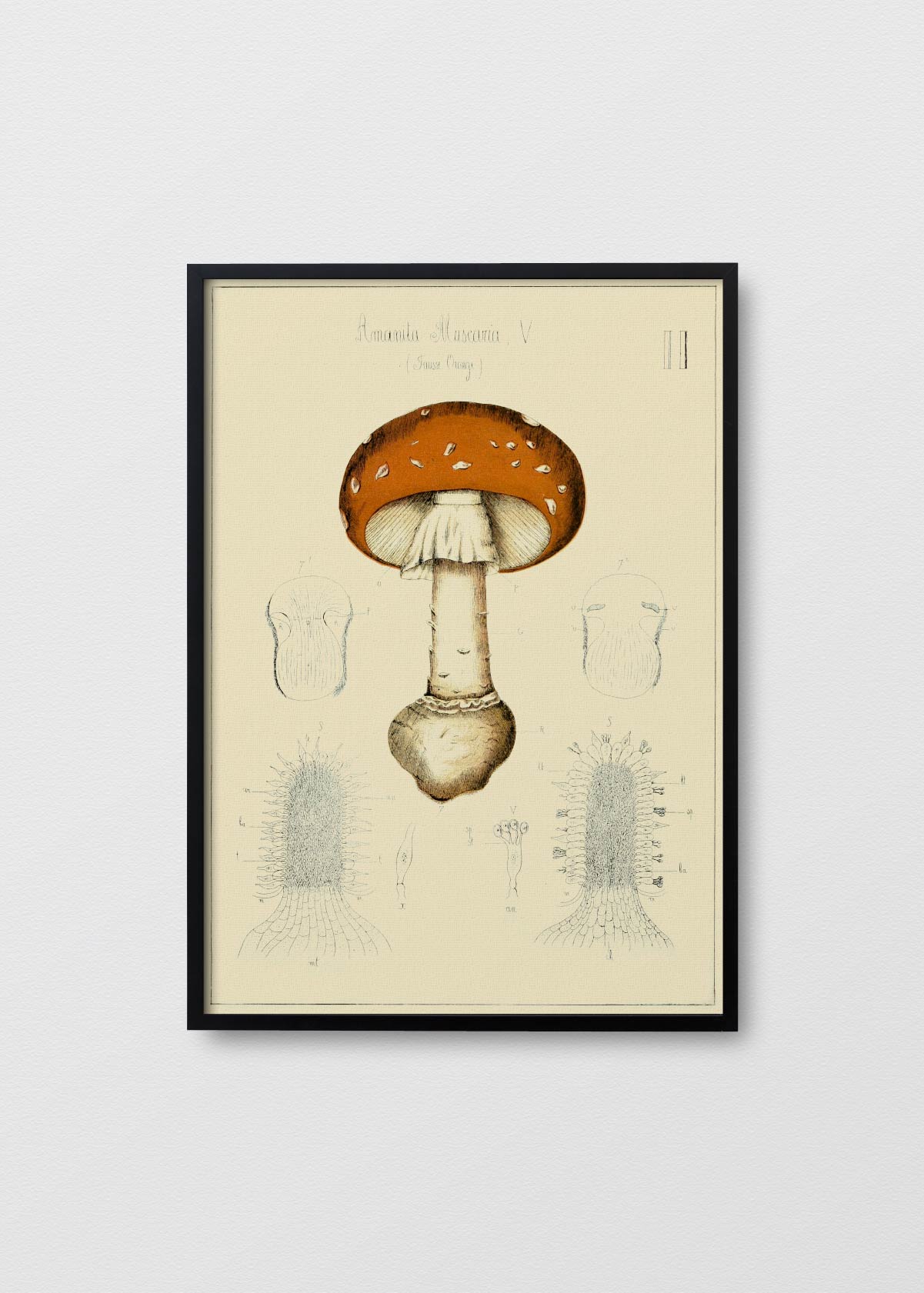 Amanita Muscaria Orange - Testimoniaprints