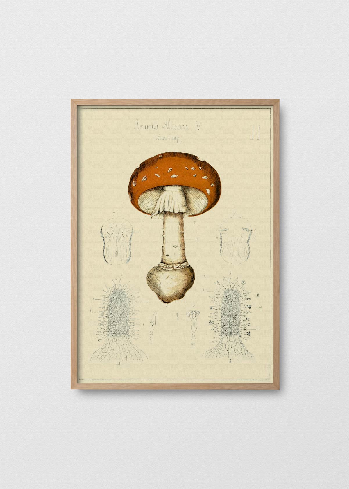 Amanita Muscaria Orange - Testimoniaprints