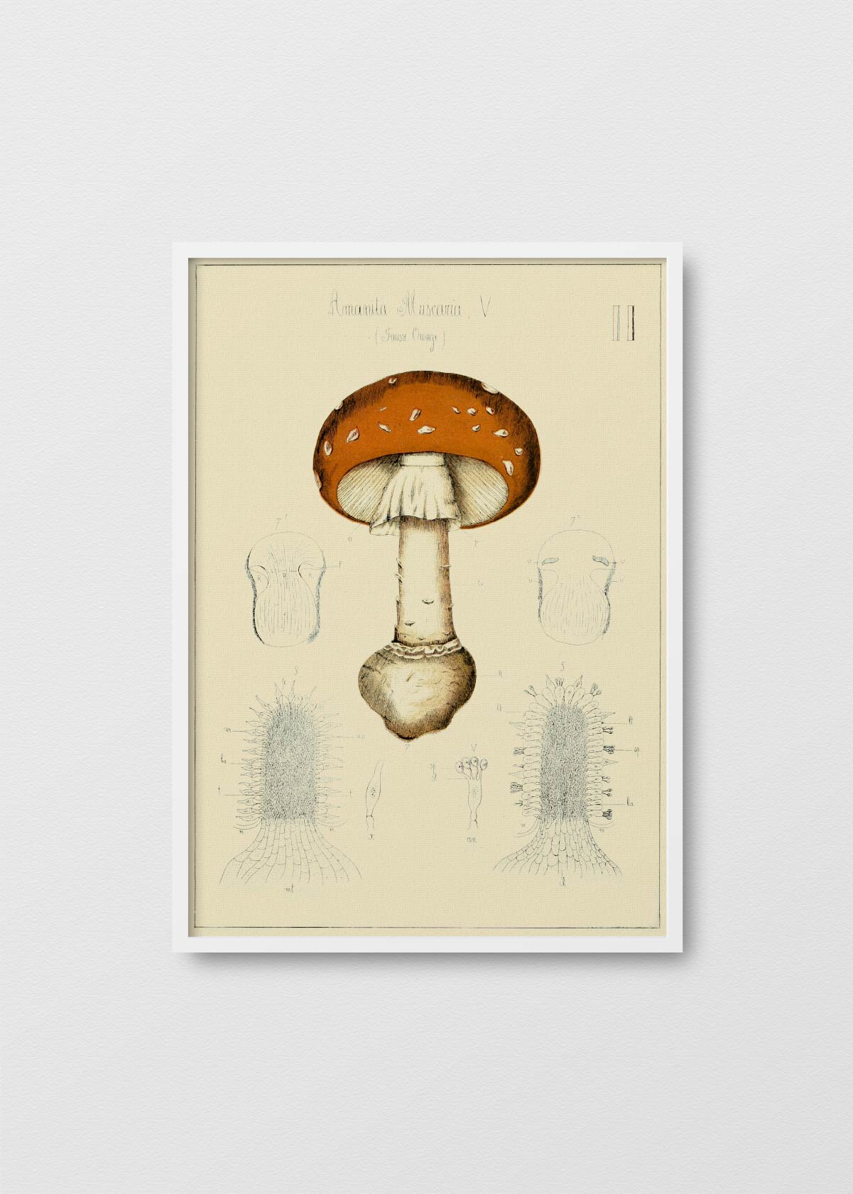 Amanita Muscaria Orange - Testimoniaprints
