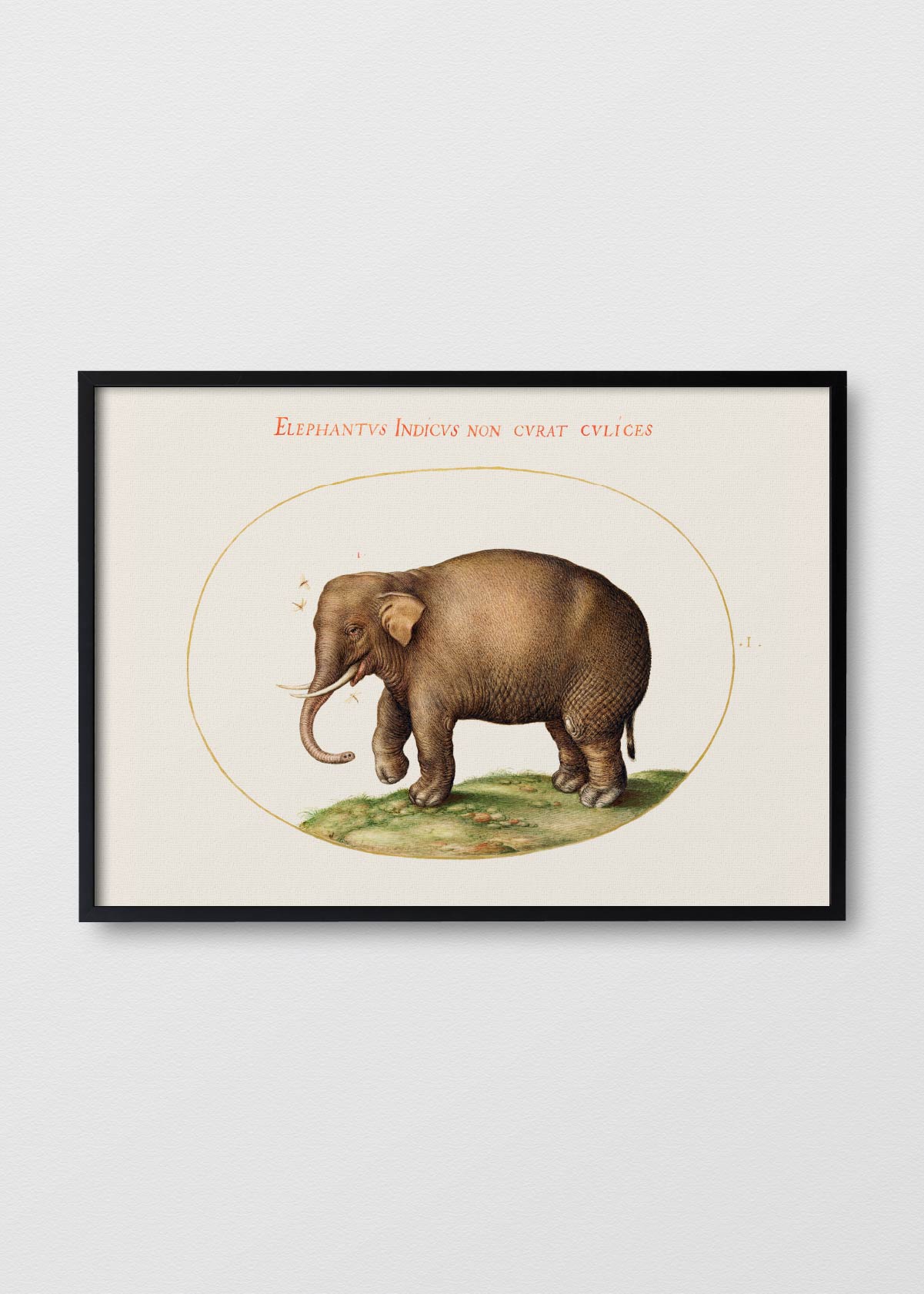Amigo Elefante - Testimoniaprints