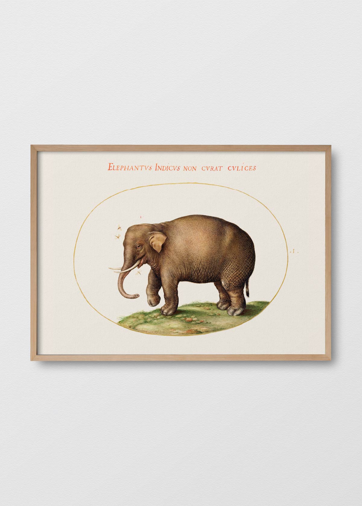 Amigo Elefante - Testimoniaprints
