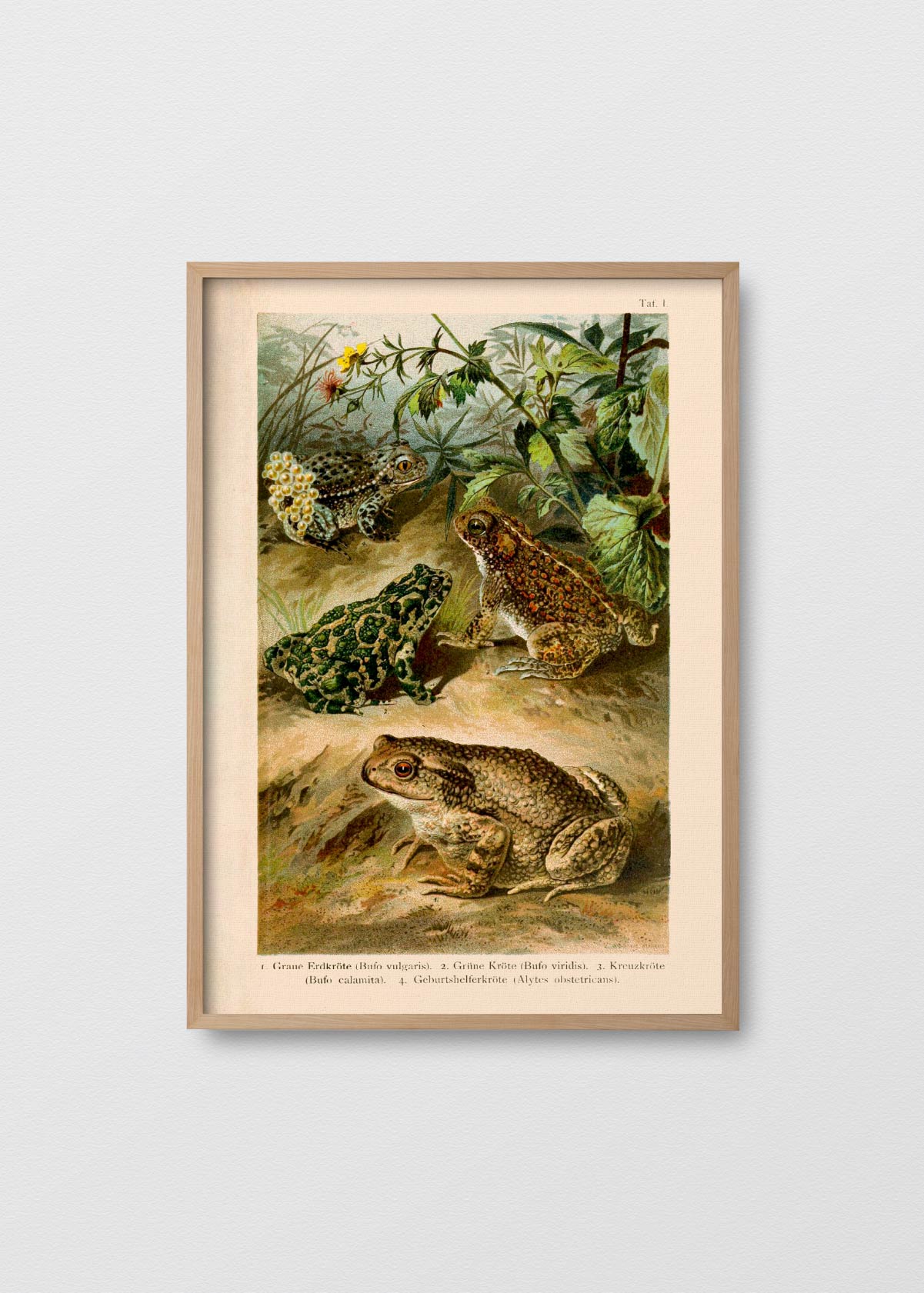 Amphibia - Testimoniaprints
