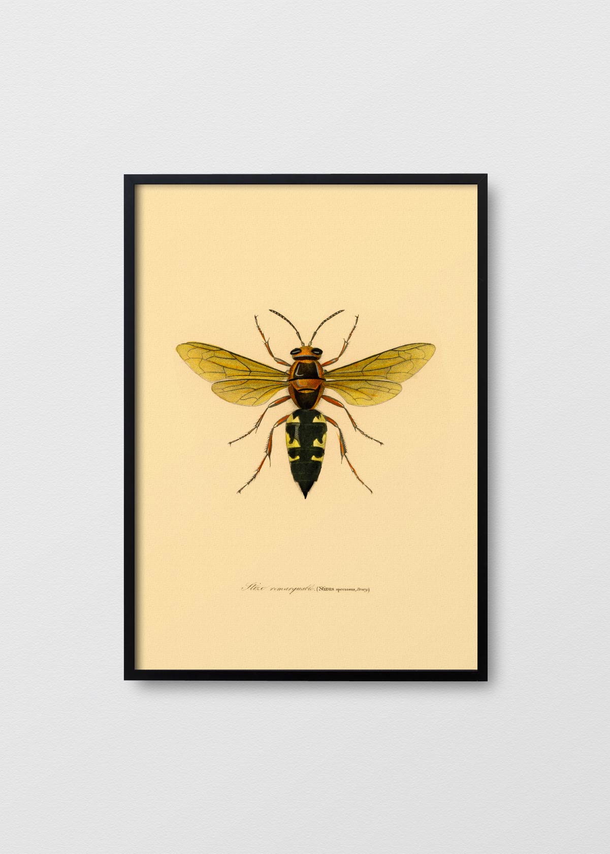 Ancient Abeille - Testimoniaprints
