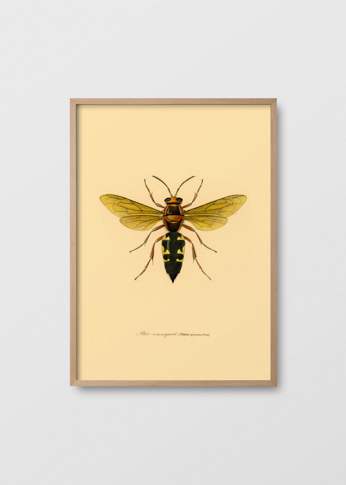 Ancient Abeille - Testimoniaprints
