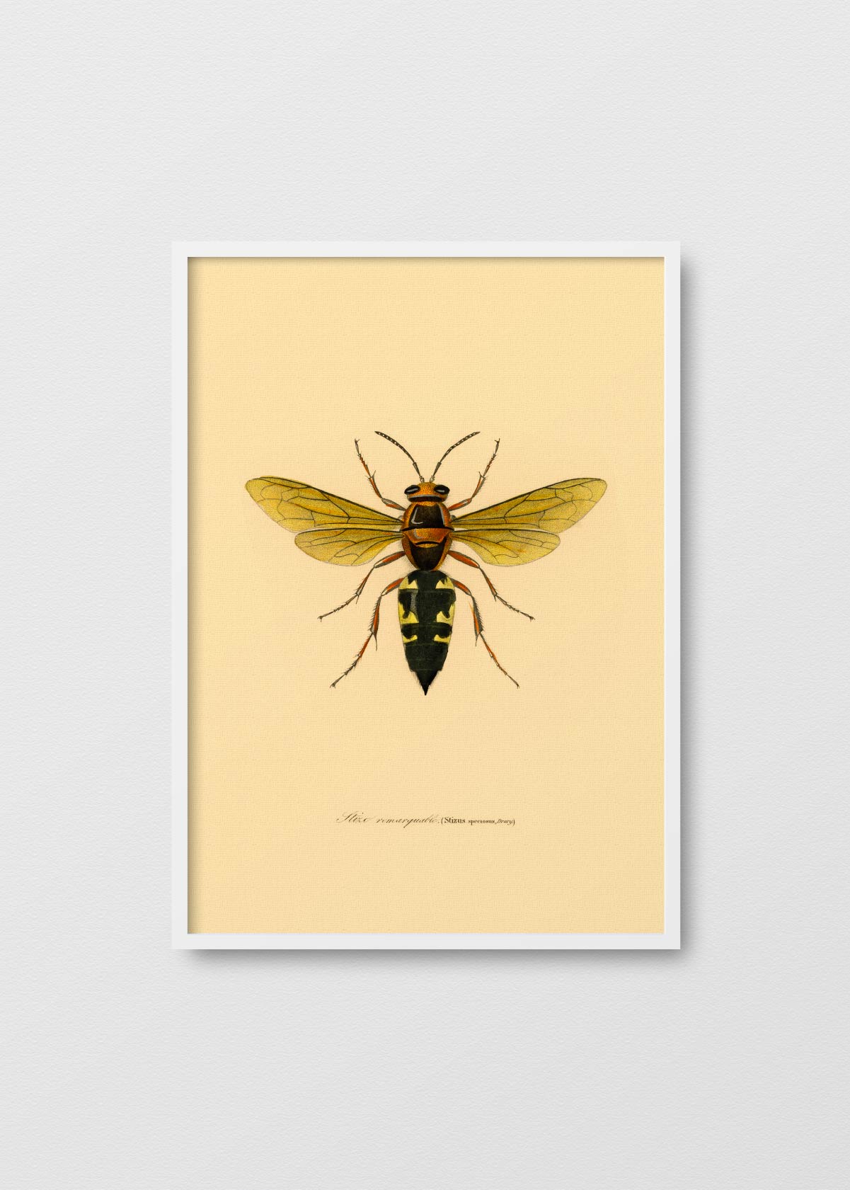 Ancient Abeille - Testimoniaprints