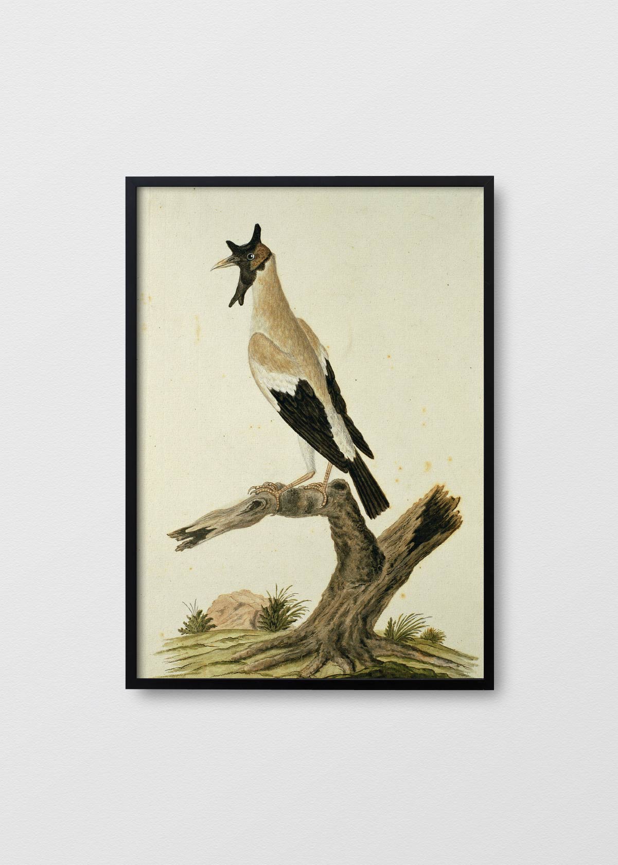 Antique Bird - Testimoniaprints