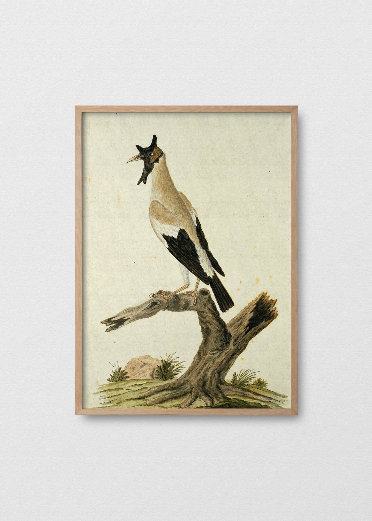 Antique Bird - Testimoniaprints