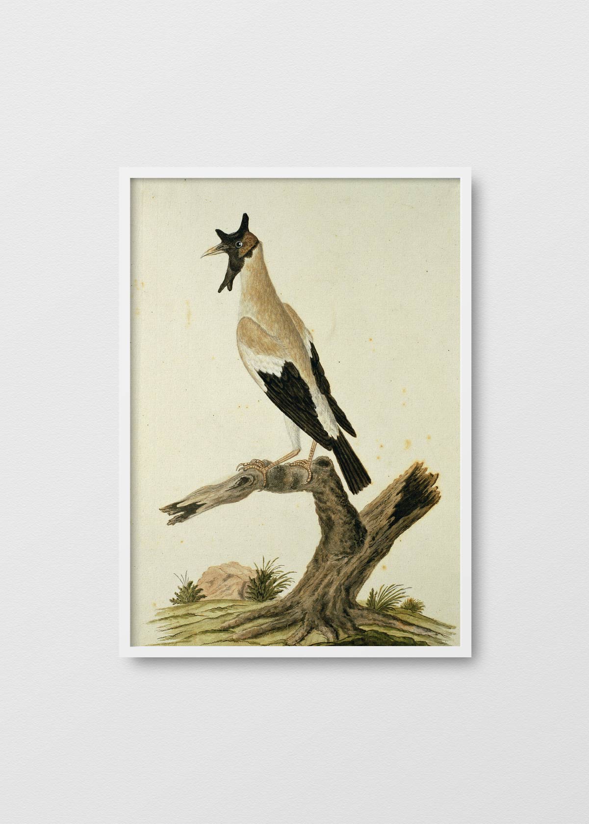 Antique Bird - Testimoniaprints