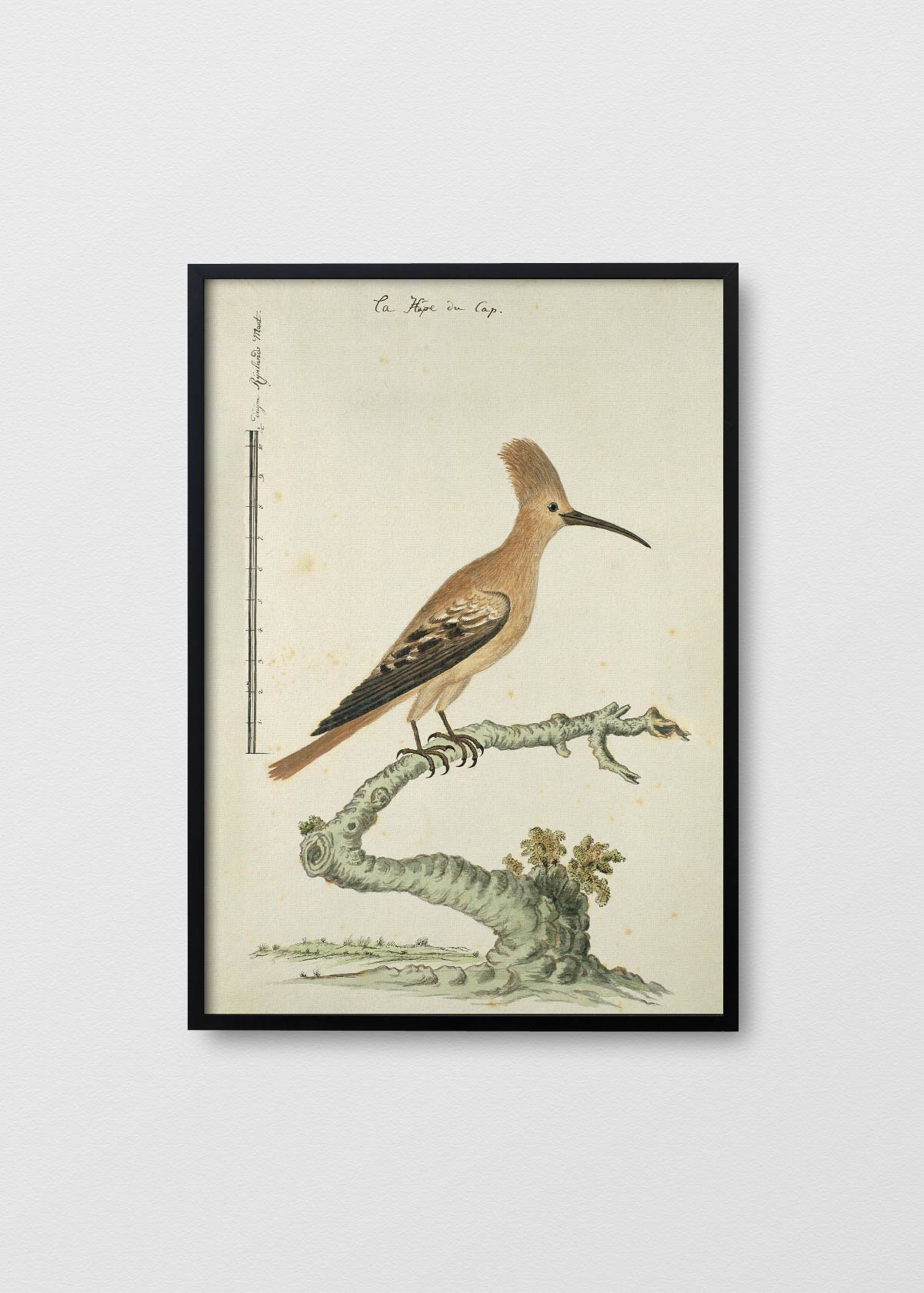 Antique Bird II - Testimoniaprints