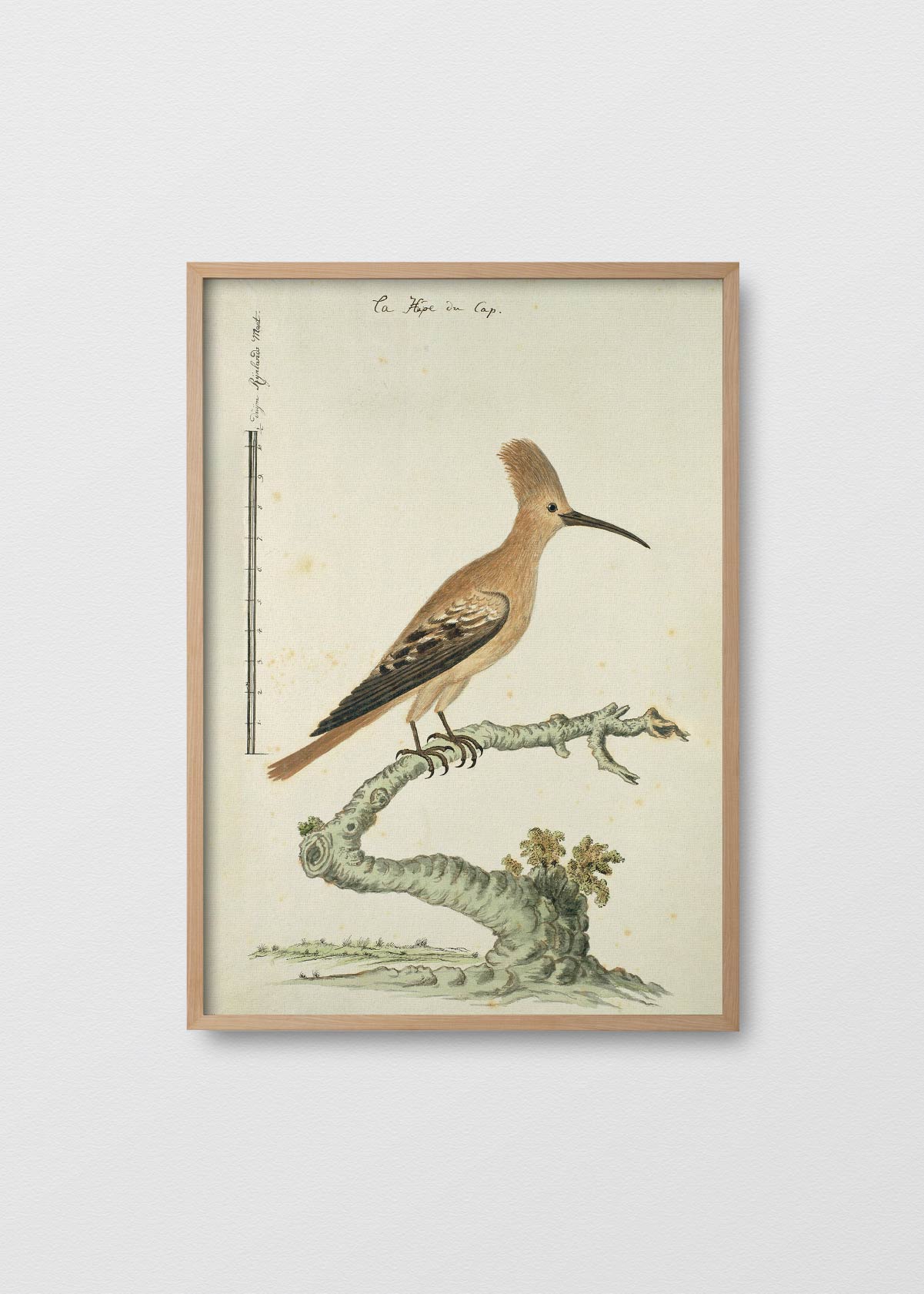 Antique Bird II - Testimoniaprints