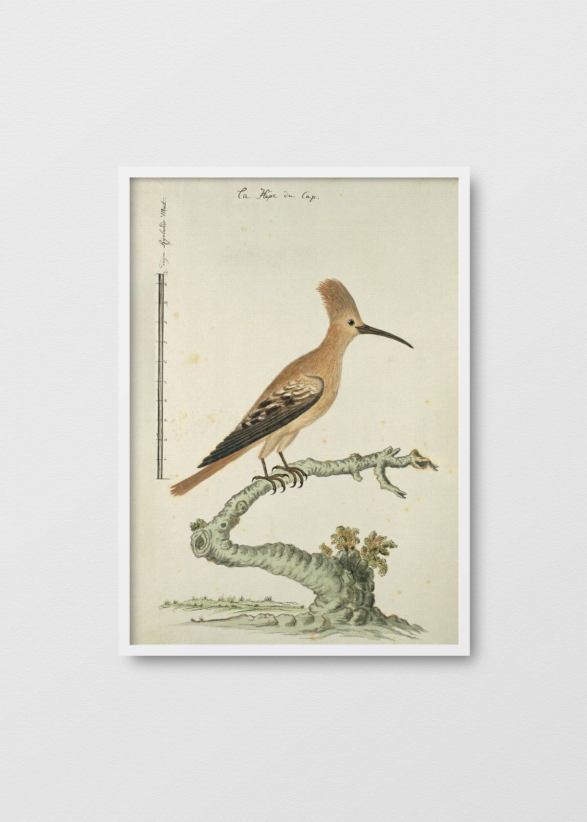 Antique Bird II - Testimoniaprints