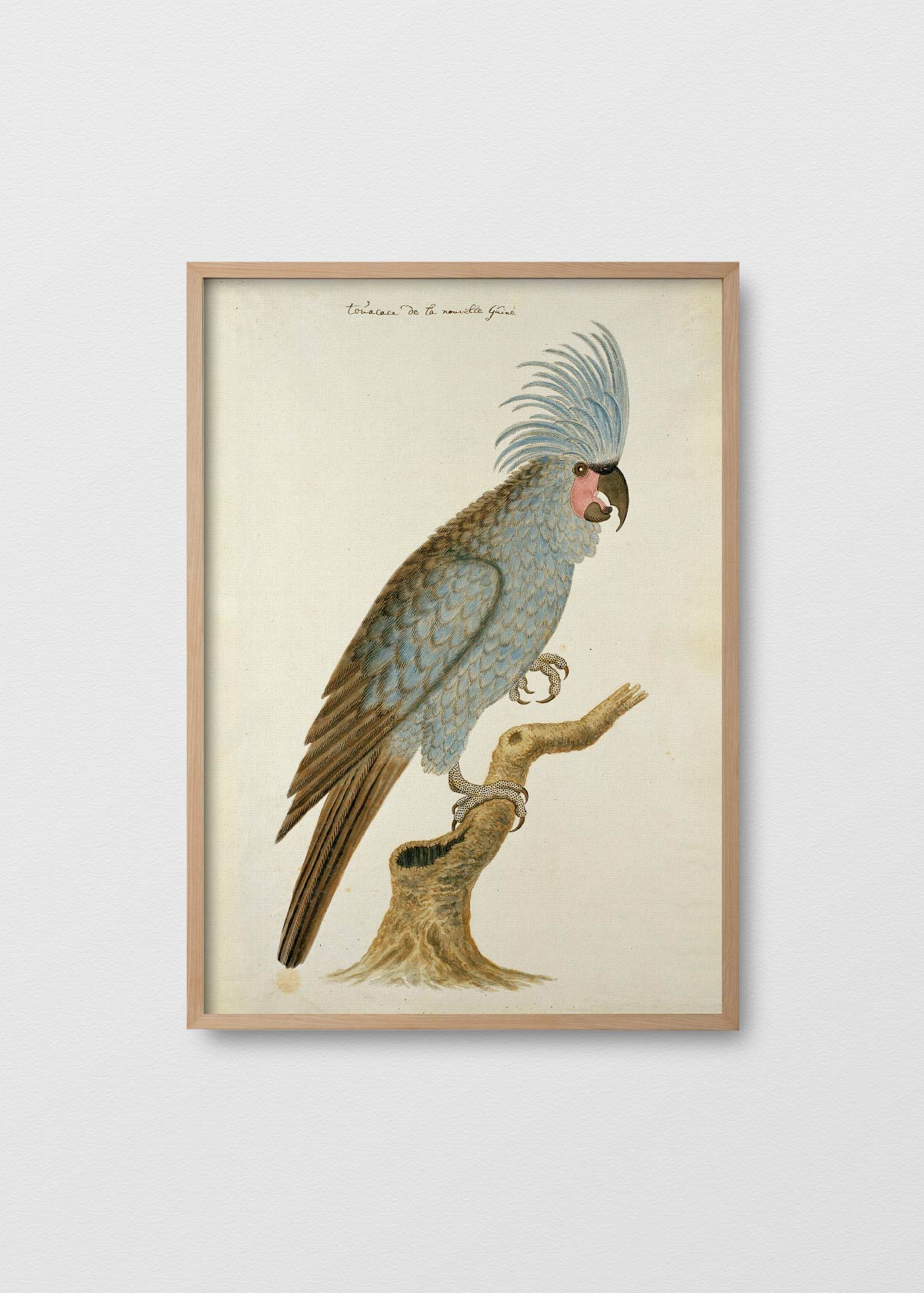 Antique Bird III - Testimoniaprints