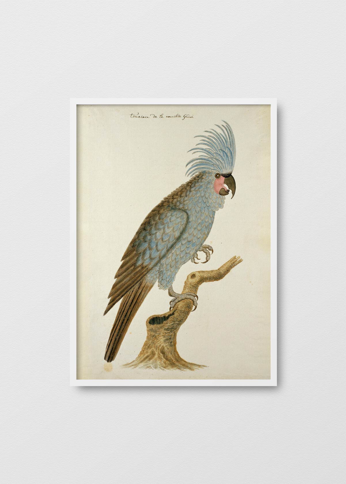 Antique Bird III - Testimoniaprints