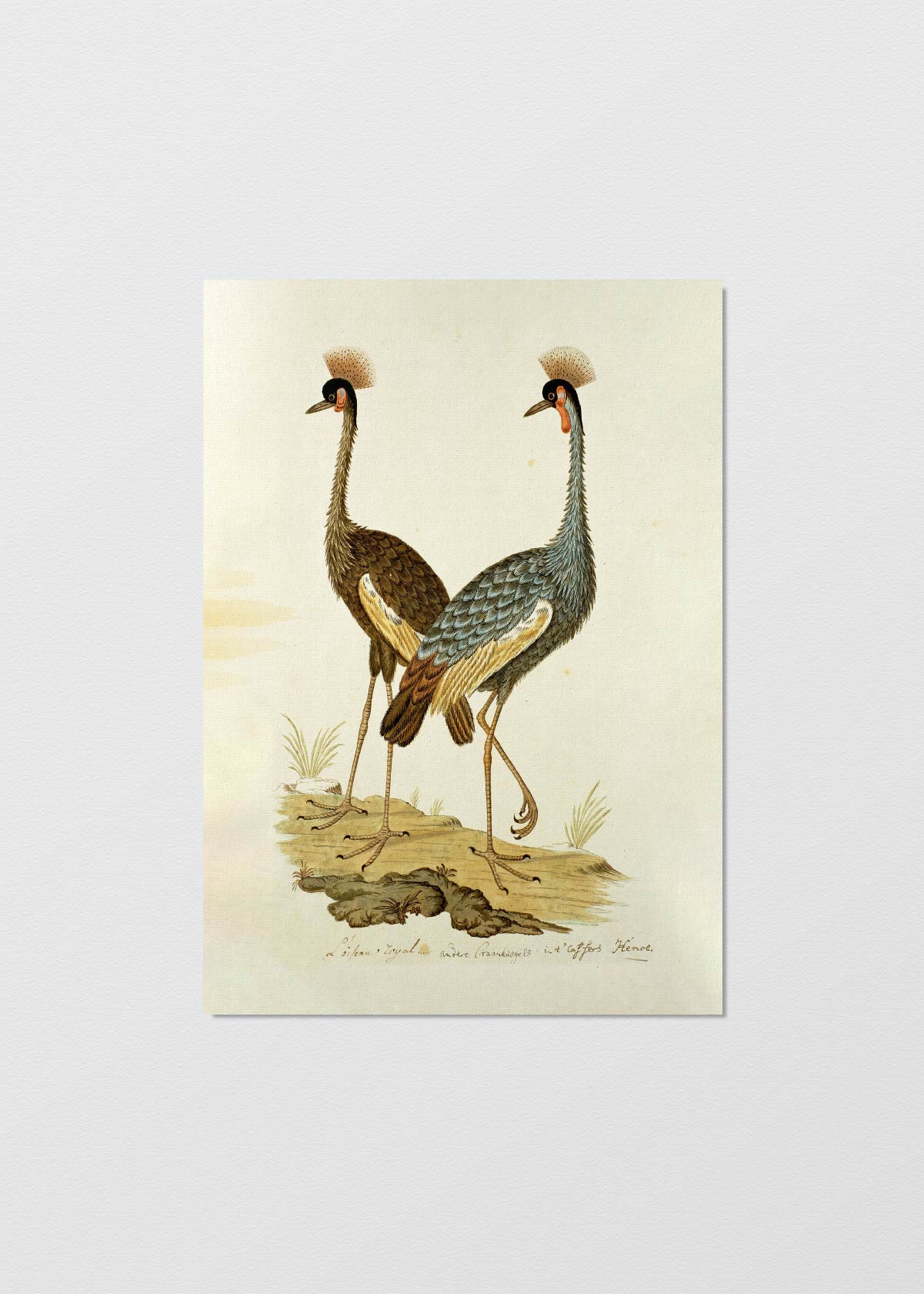 Antique Bird IV - Testimoniaprints