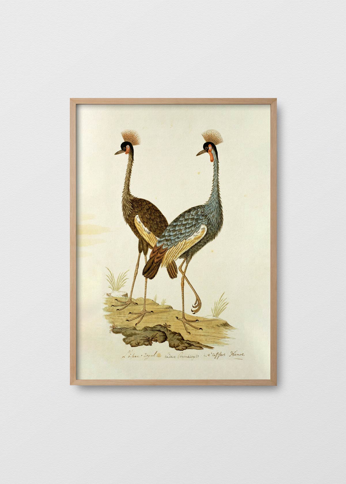 Antique Bird IV - Testimoniaprints