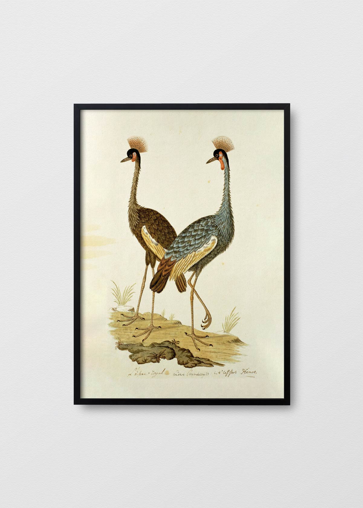 Antique Bird IV - Testimoniaprints