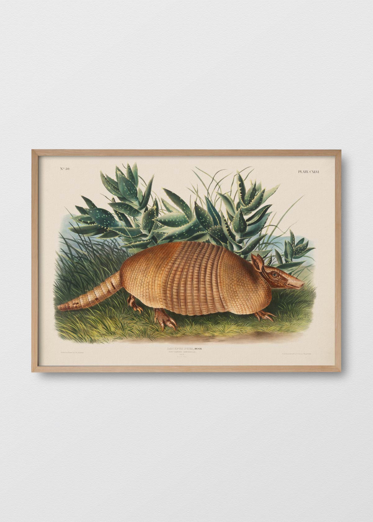 Armadillo - Testimoniaprints