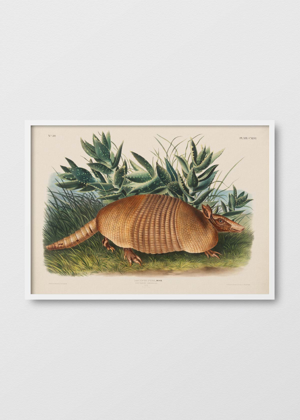 Armadillo - Testimoniaprints