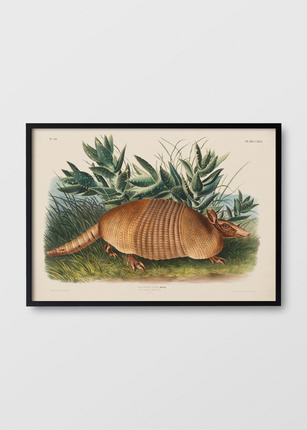 Armadillo - Testimoniaprints