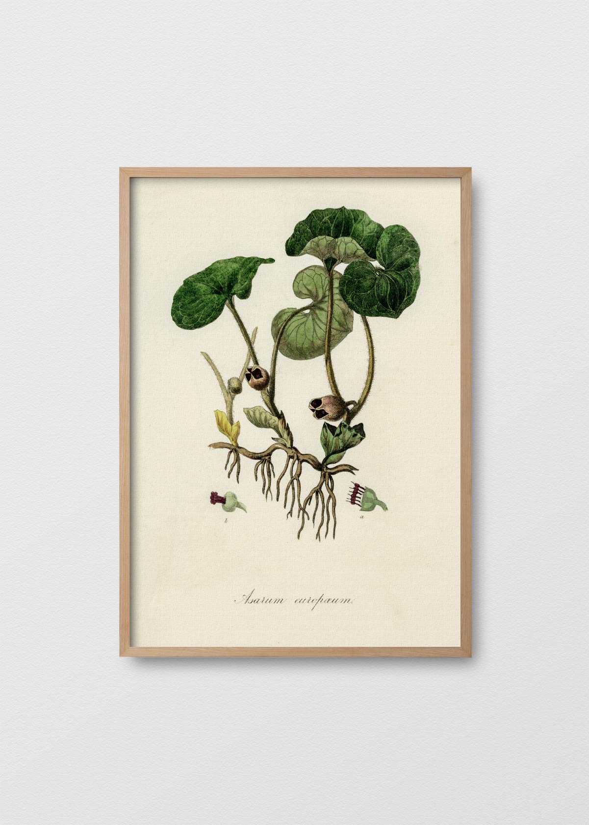 Asarum Europaeum - Testimoniaprints