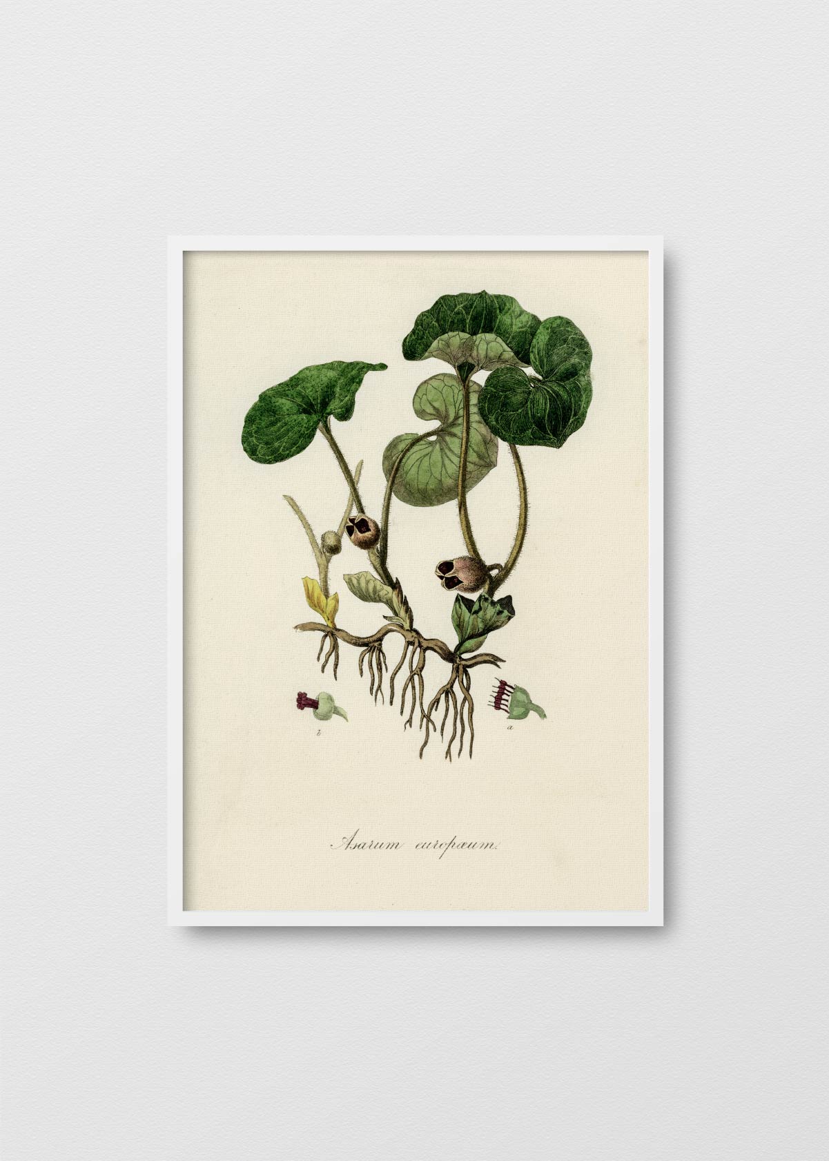 Asarum Europaeum - Testimoniaprints