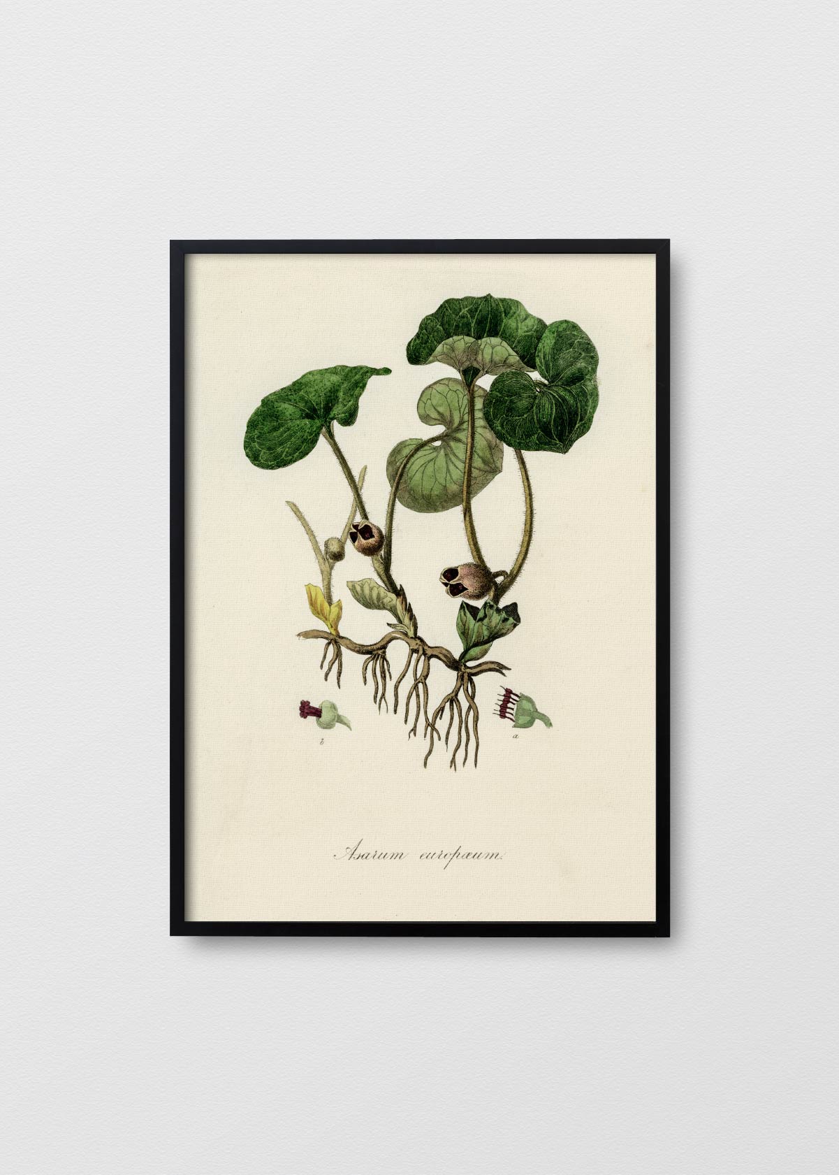 Asarum Europaeum - Testimoniaprints