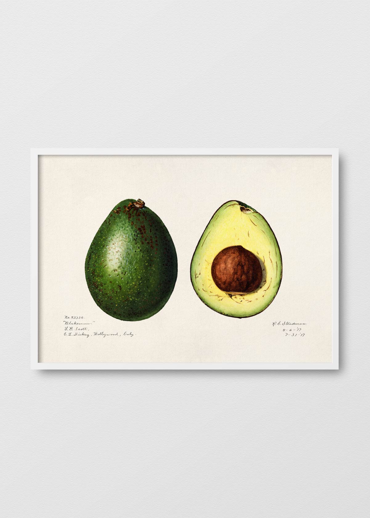 Avocado - Testimoniaprints
