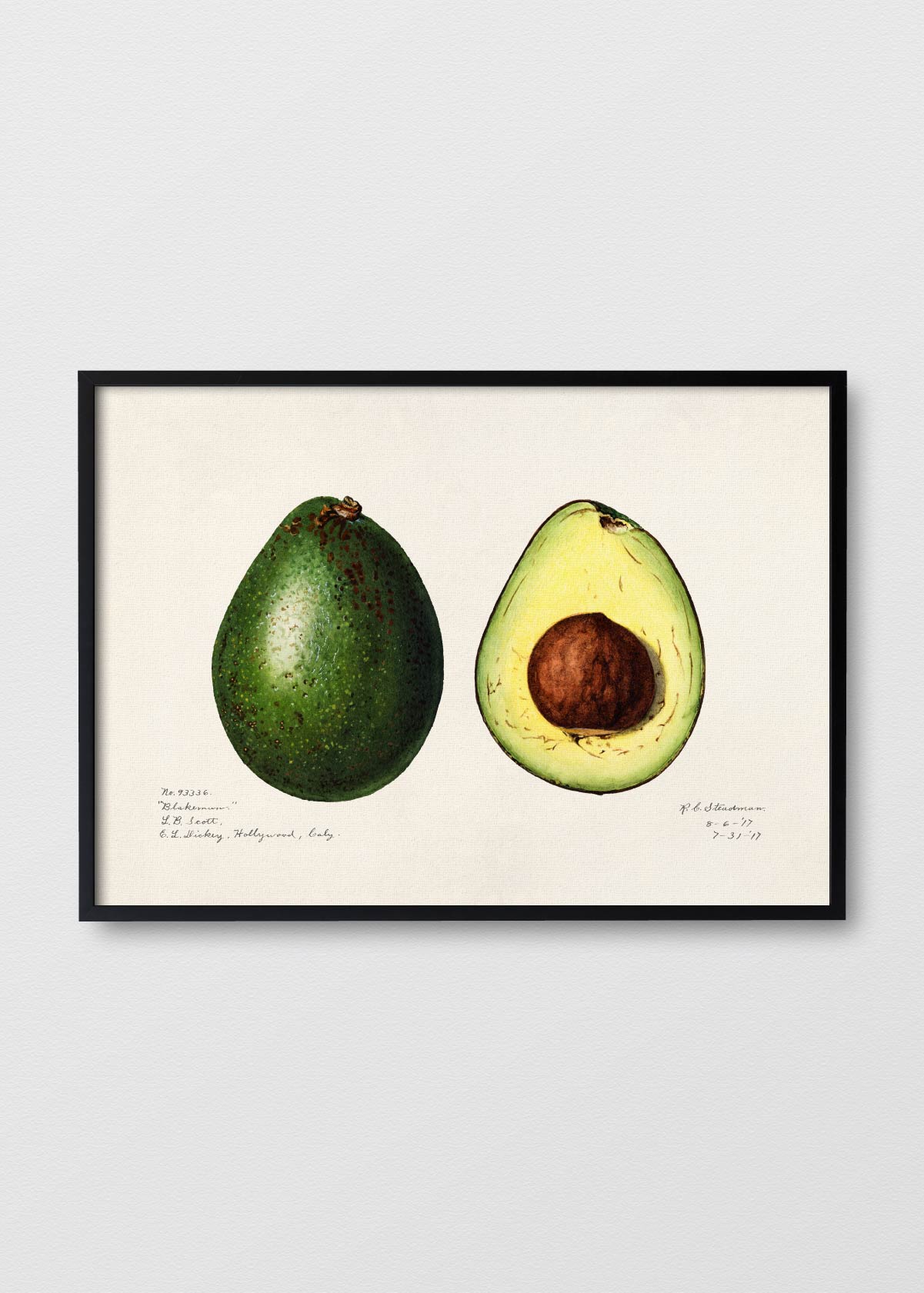 Avocado - Testimoniaprints