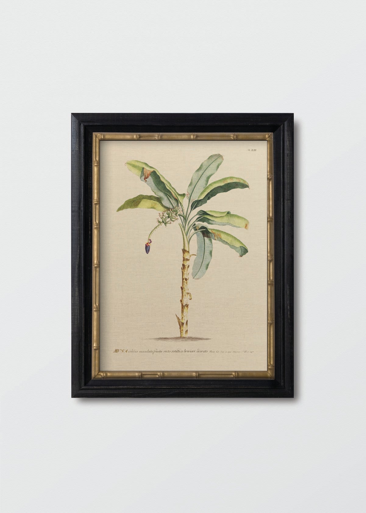 Banano Antique N1 Lino - Testimoniaprints